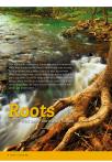 Roots
