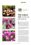 Wie tulpen wil, moet nu de tuin in