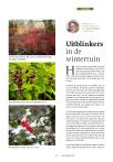 Uitblinkers in de wintertuin